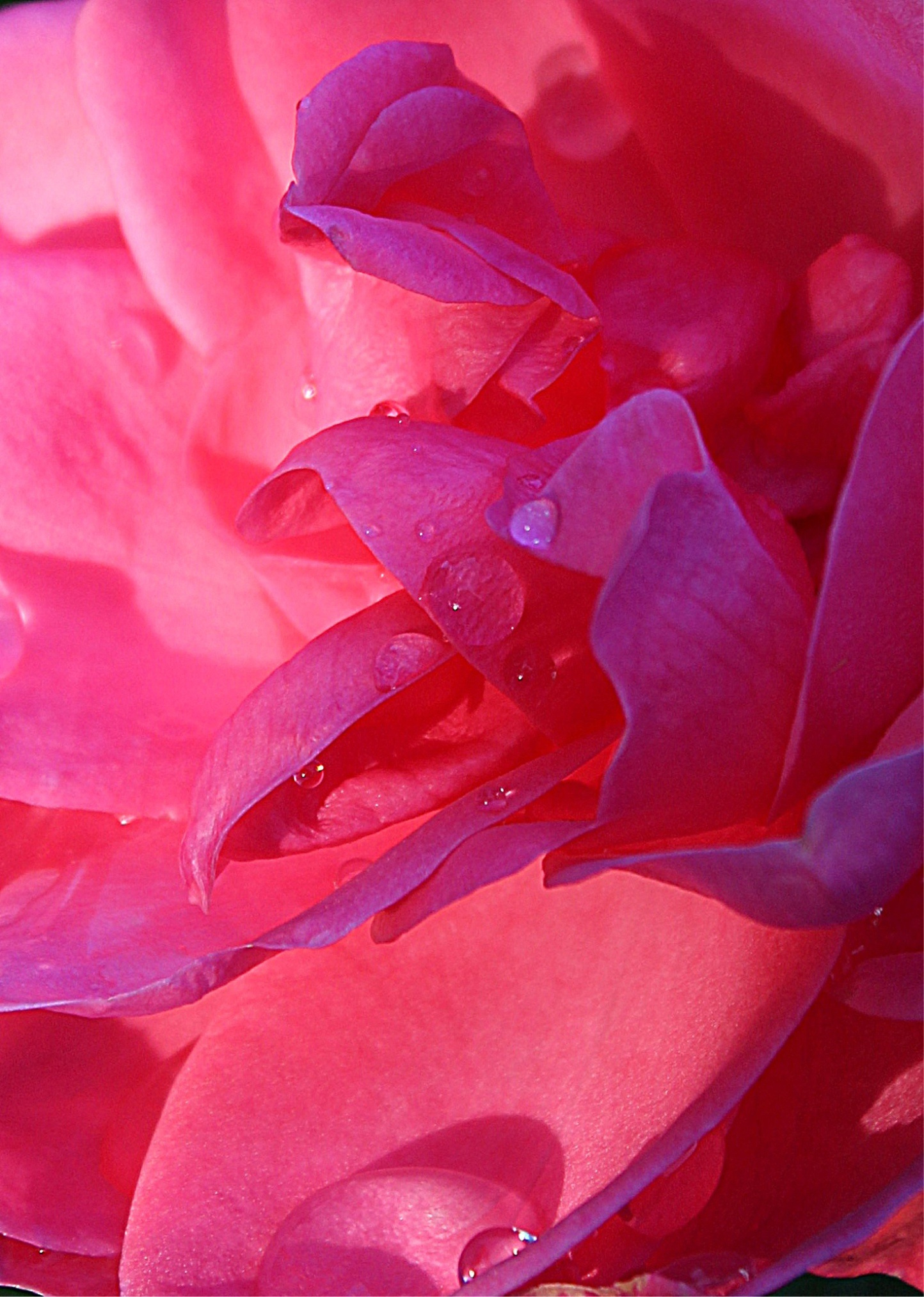 Rose Petals, Rose, Petals, Ornamental Plant, Closeup