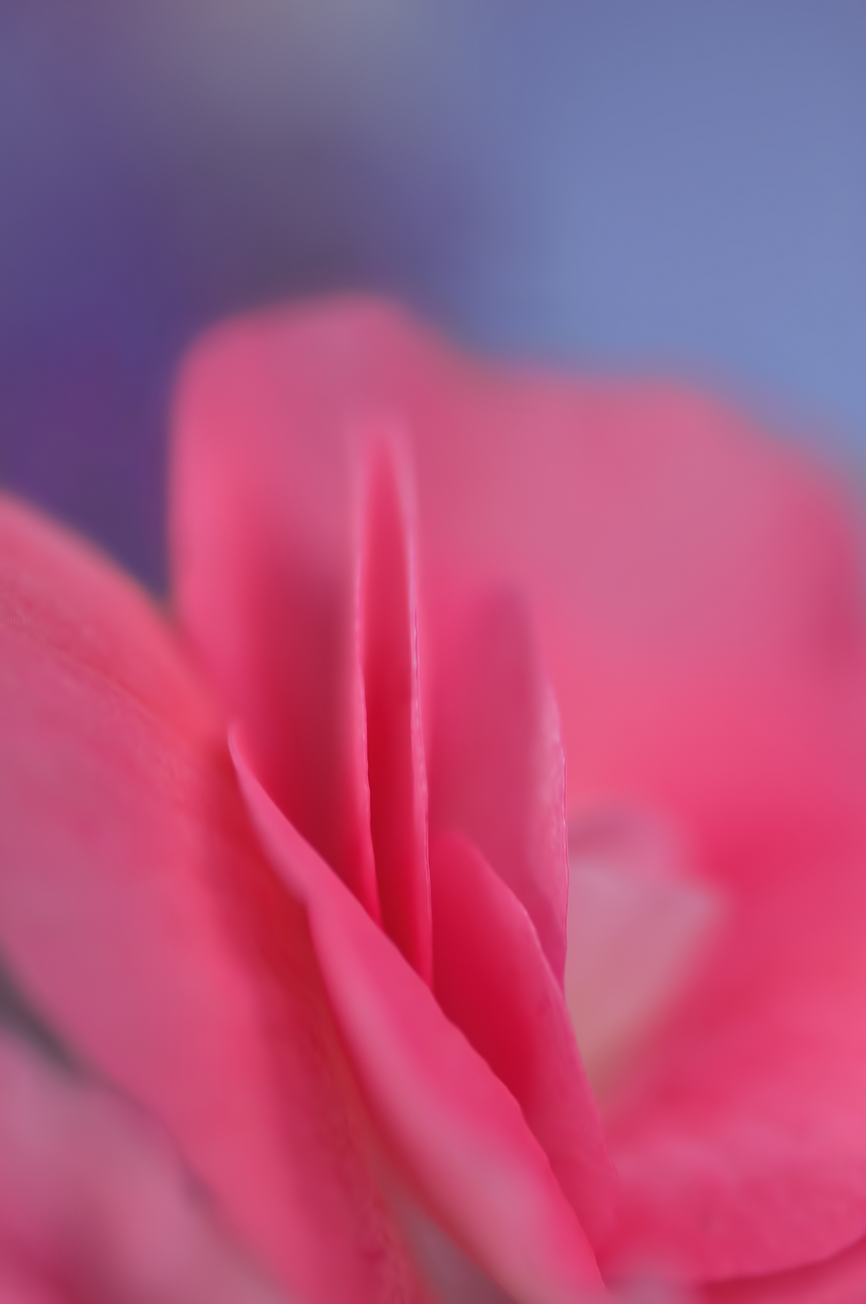 Rose, Petal, Pink, Petal Of A Rose, Flower, Macro